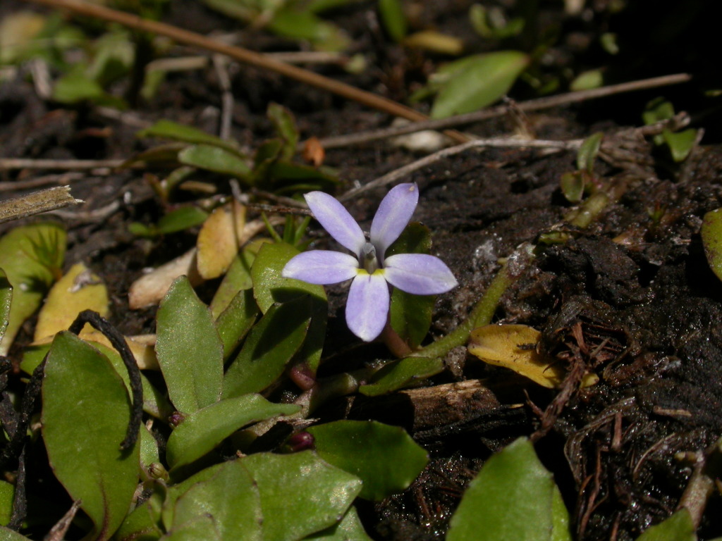 Lobelia surrepens (hero image)