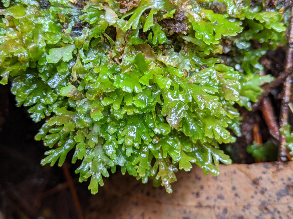Aneuraceae (hero image)