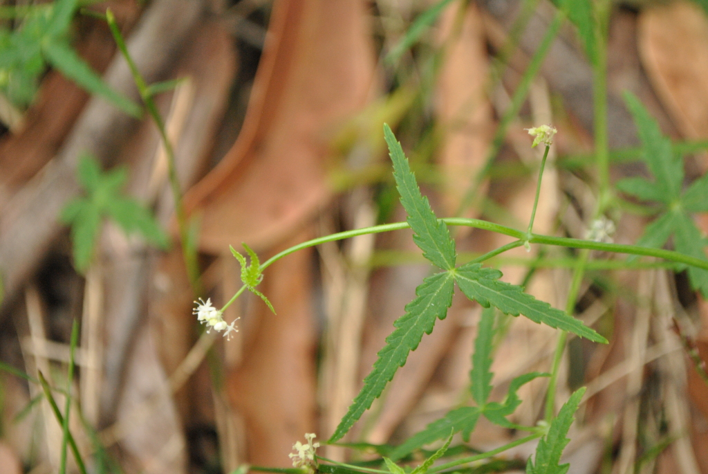 Hydrocotyle geraniifolia (hero image)