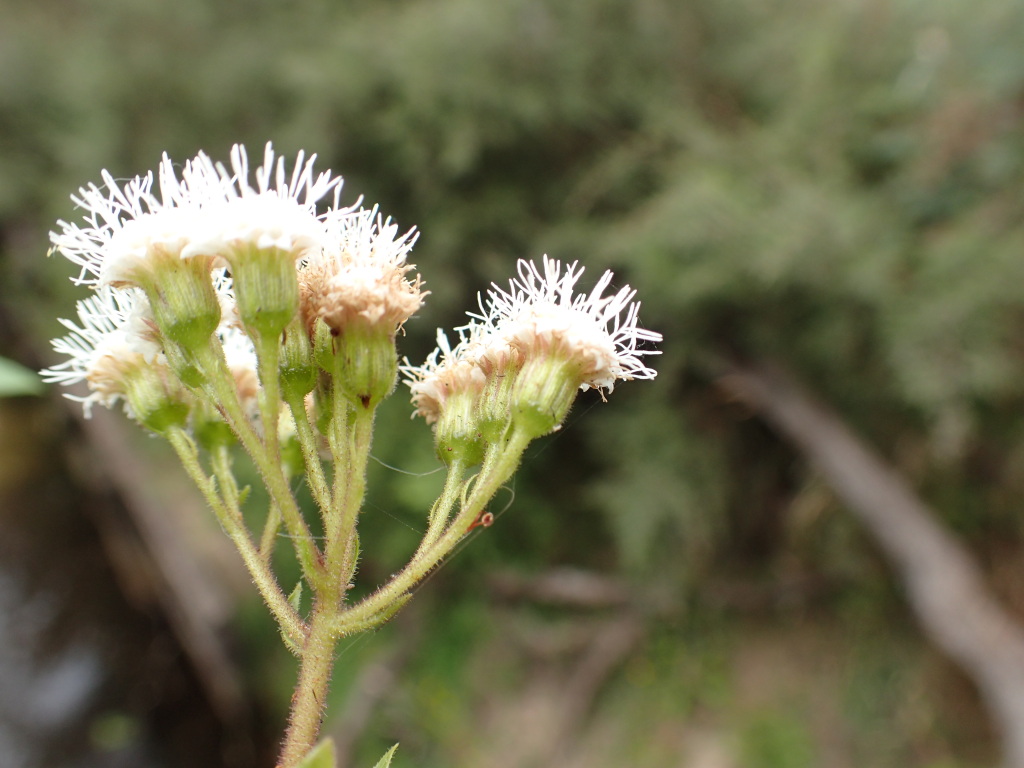 Ageratina adenophora (hero image)