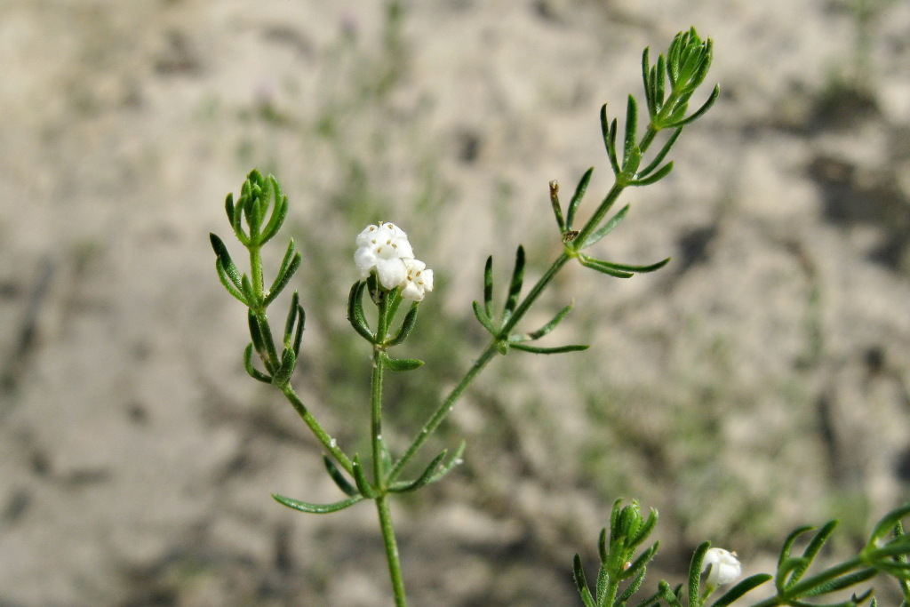 Asperula (hero image)