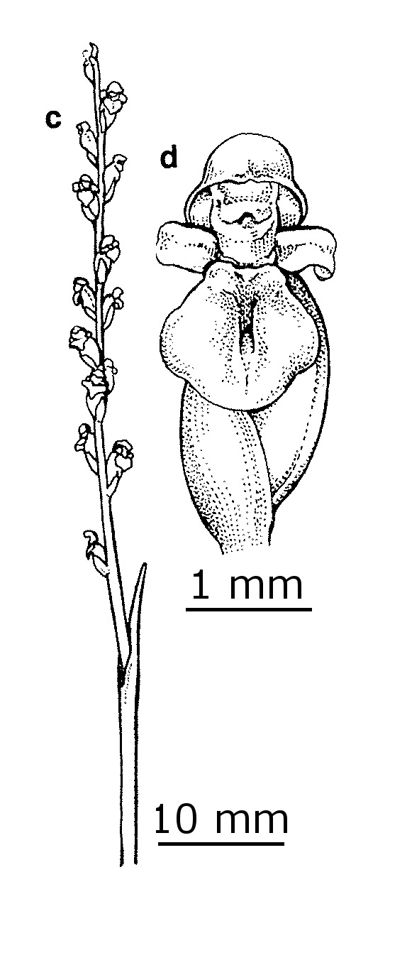 Microtis orbicularis (hero image)