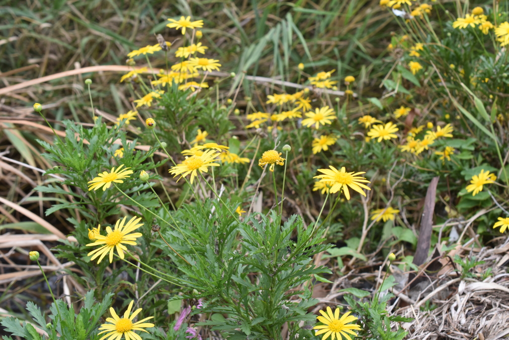 Euryops chrysanthemoides (hero image)