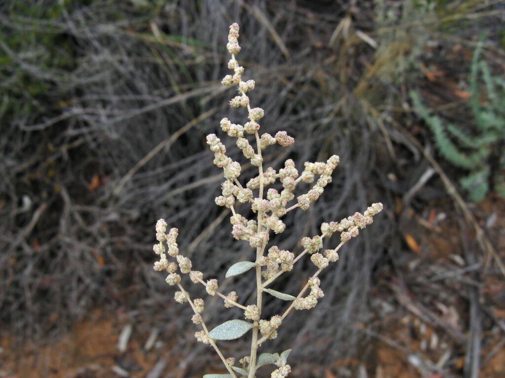 Atriplex stipitata subsp. stipitata (hero image)