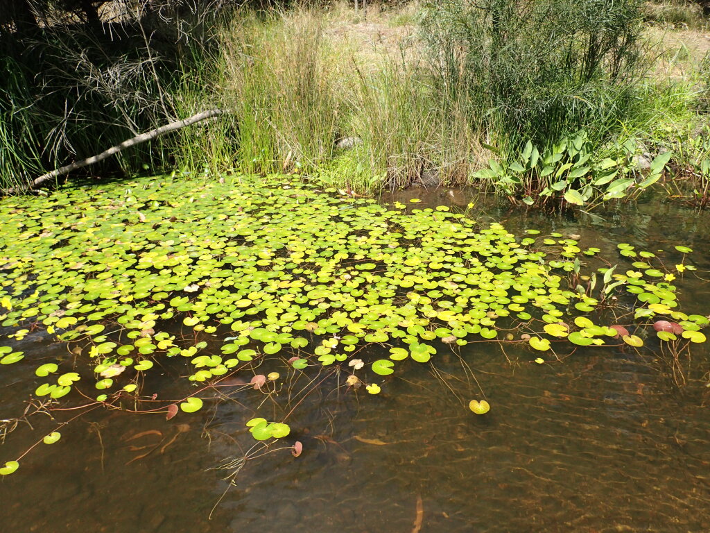 Nymphoides montana (hero image)