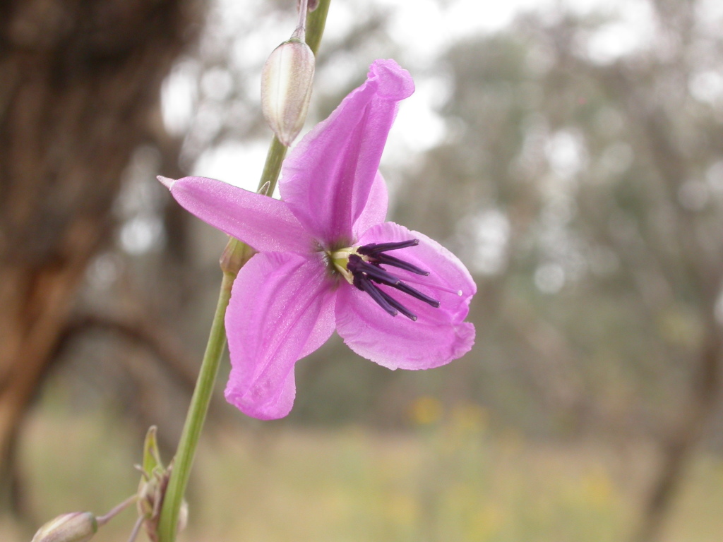 Arthropodium sp. 3 (hero image)