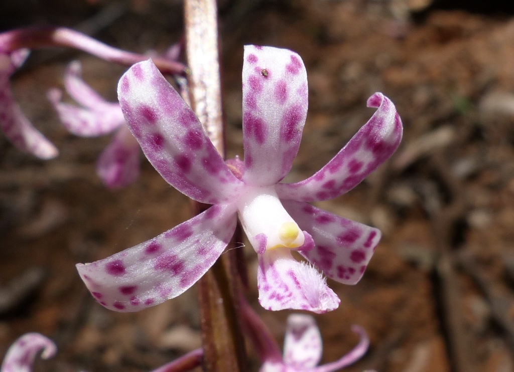 Dipodium (hero image)