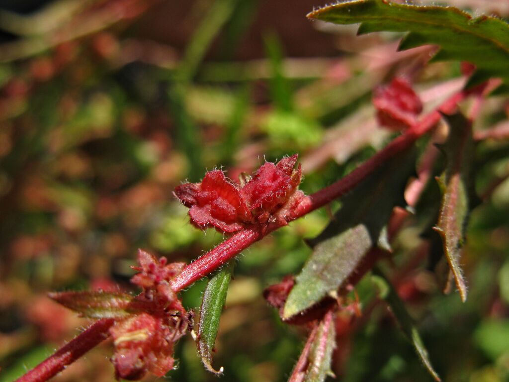 Haloragis odontocarpa f. pterocarpa (hero image)