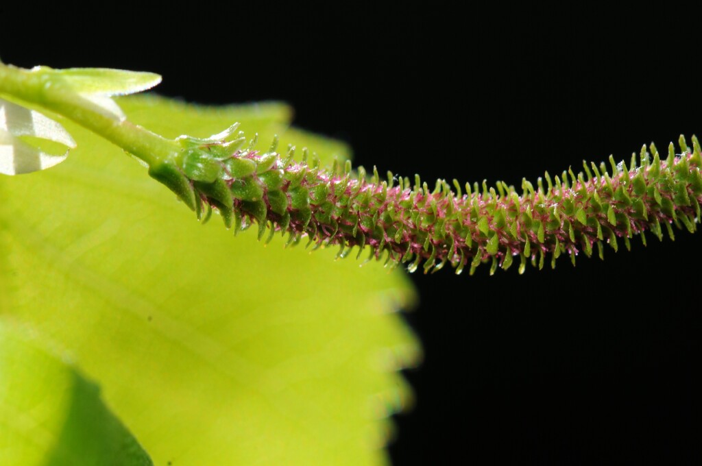 Betula pendula (hero image)