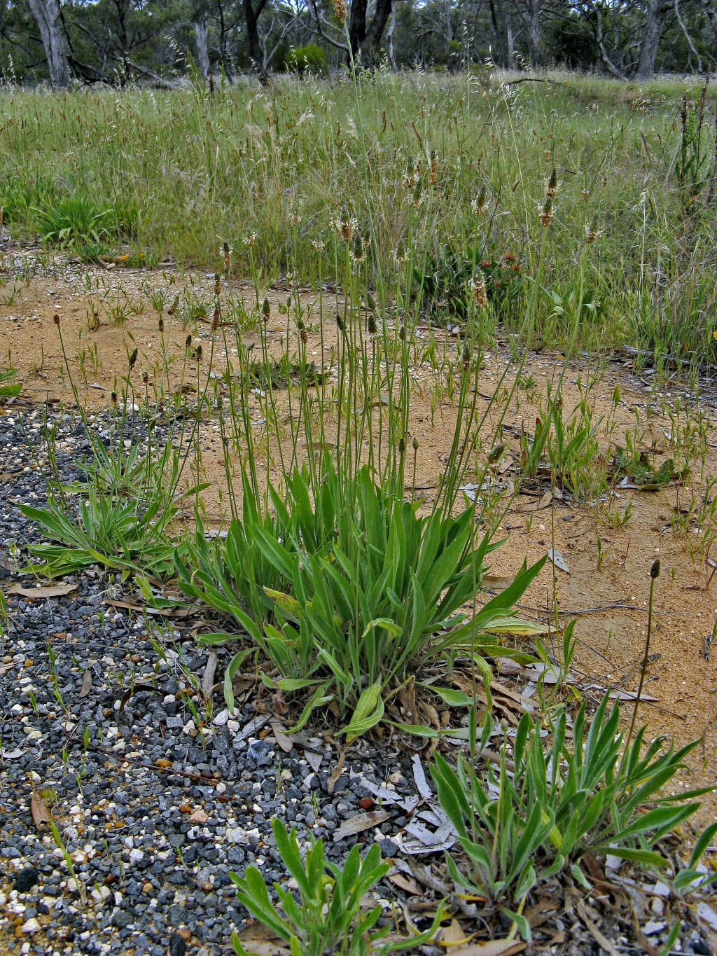 Plantago (hero image)