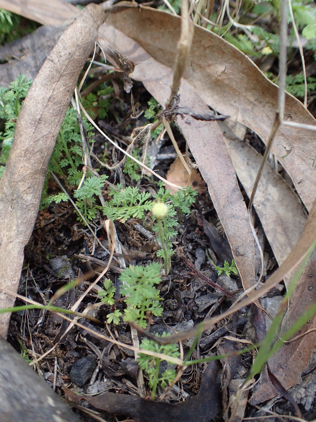 Leptinella reptans (hero image)