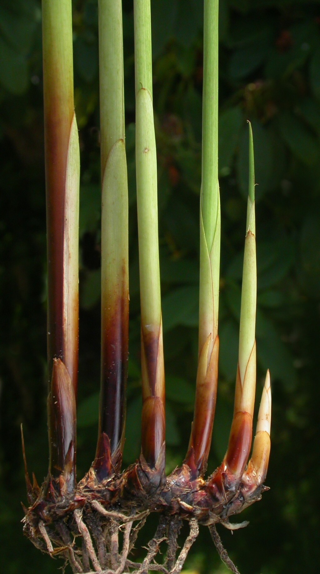 Juncus pallidus (hero image)
