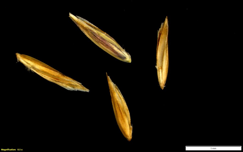 Hookerochloa hookeriana (hero image)