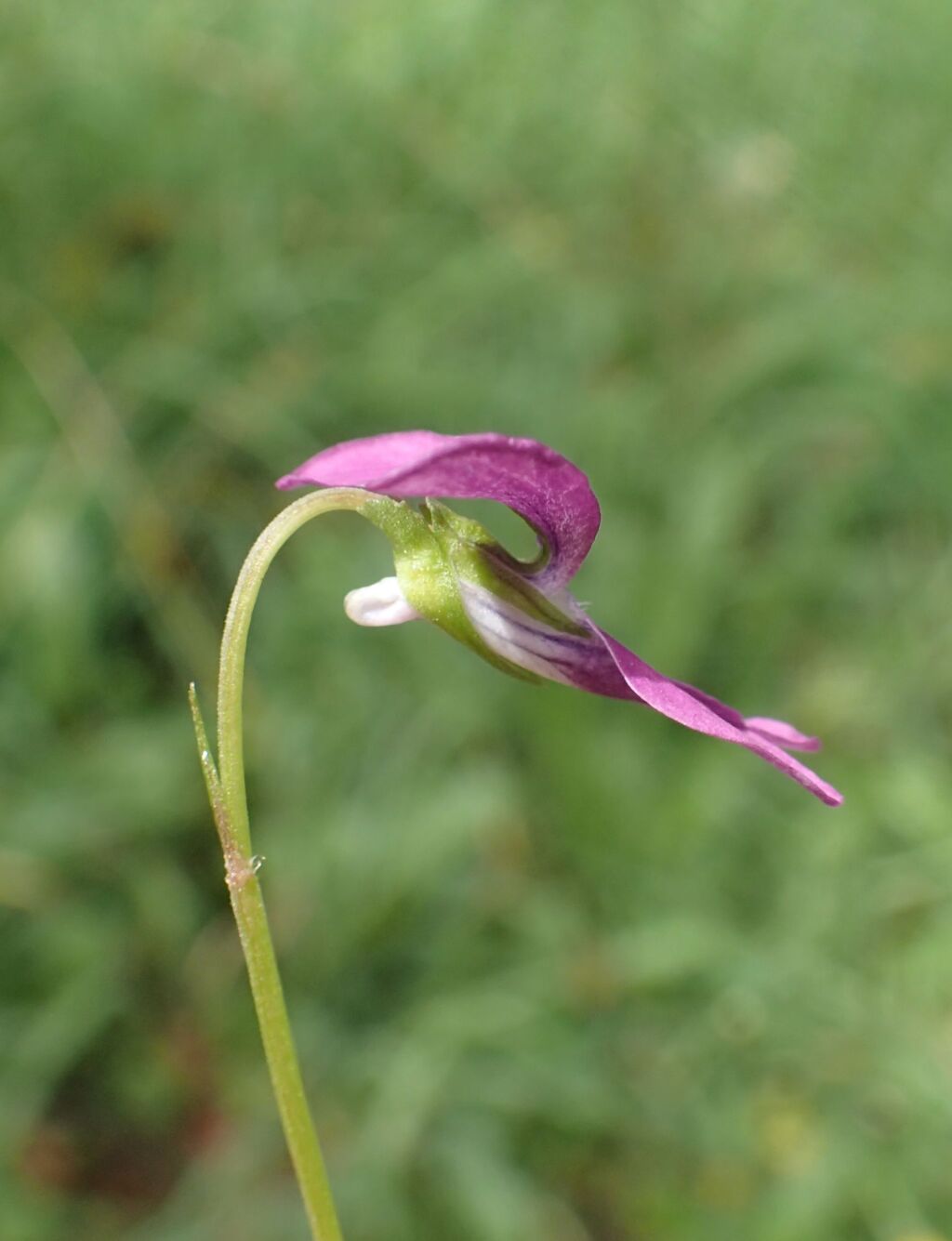 Viola riviniana (hero image)