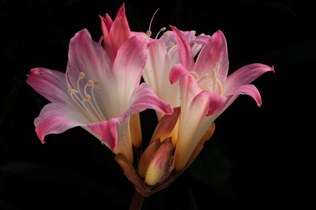 Amaryllis belladonna (hero image)