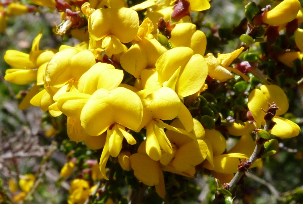 Bossiaea sericea (hero image)