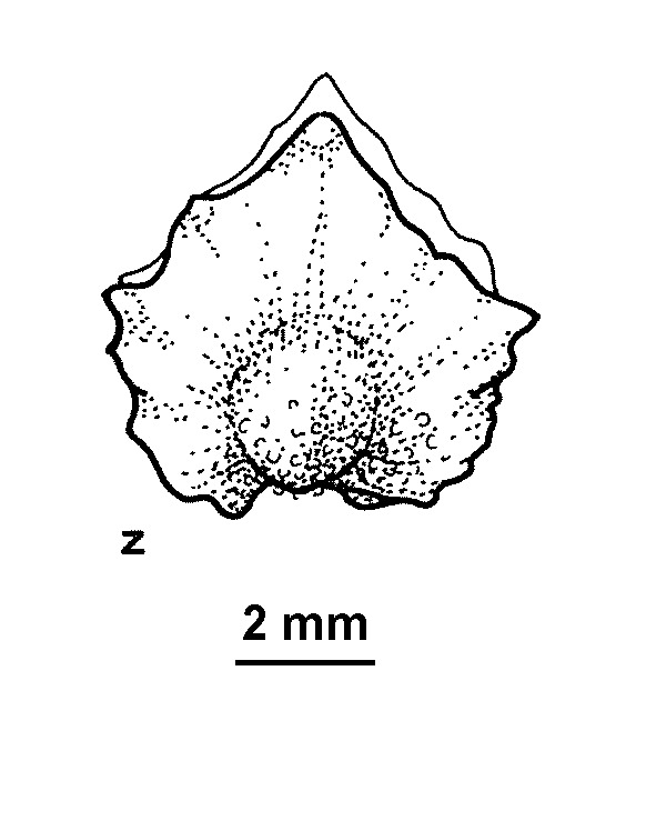 Atriplex nummularia subsp. nummularia (hero image)