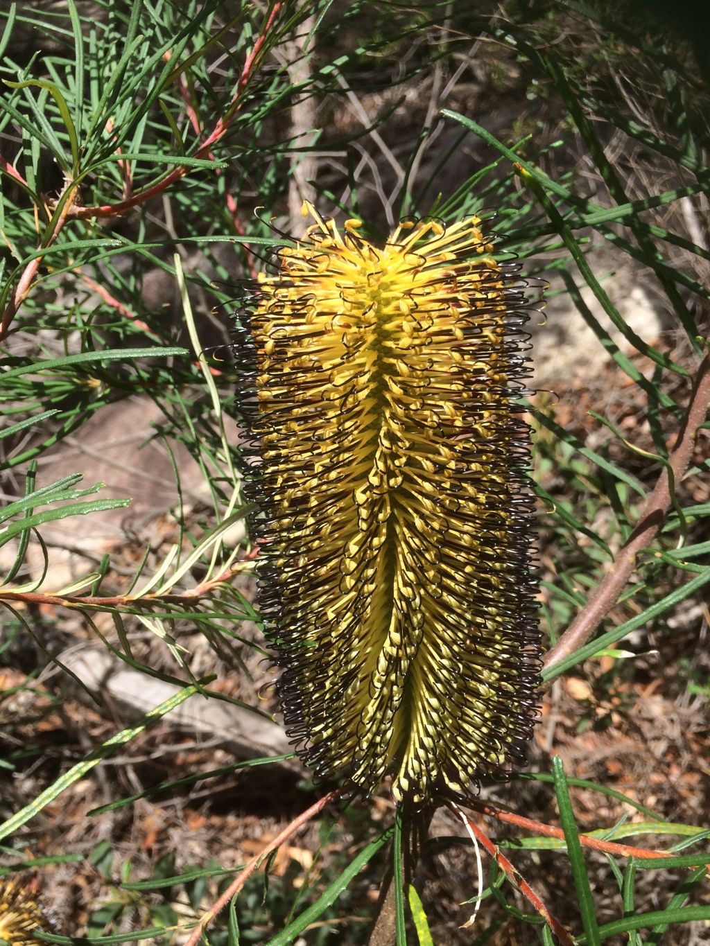 Banksia cunninghamii (hero image)