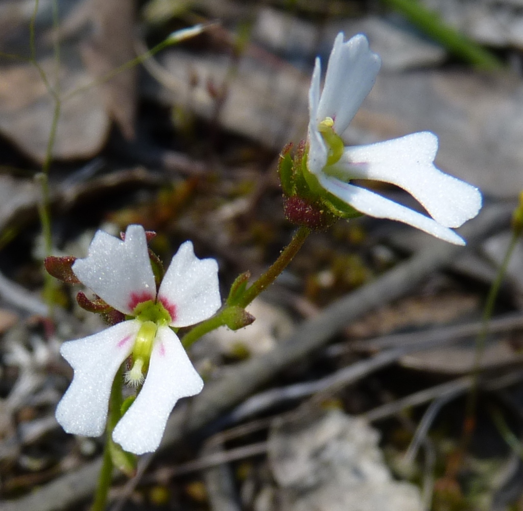 Stylidium ecorne (hero image)