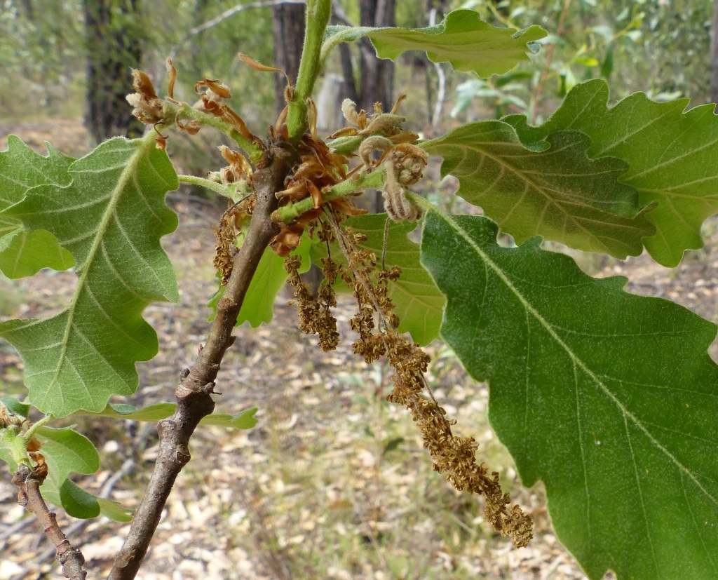 Quercus robur (hero image)