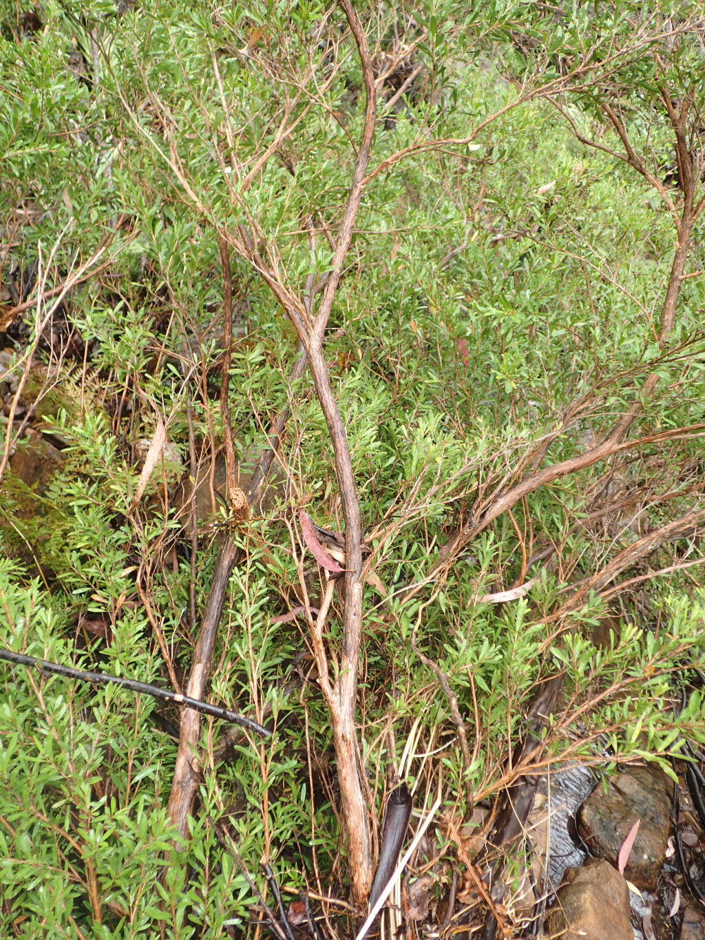 Leptospermum emarginatum (hero image)