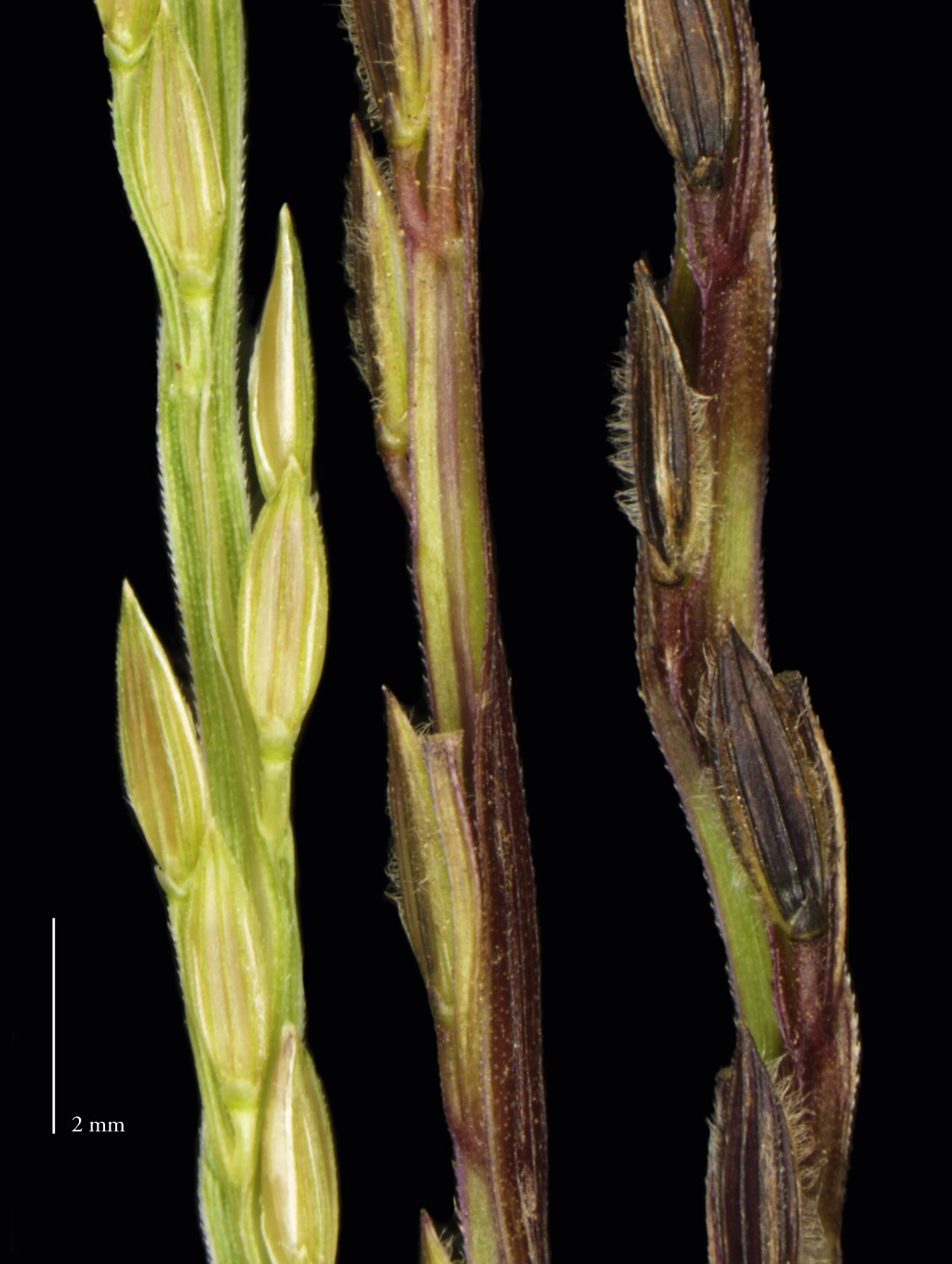 Digitaria sanguinalis (hero image)