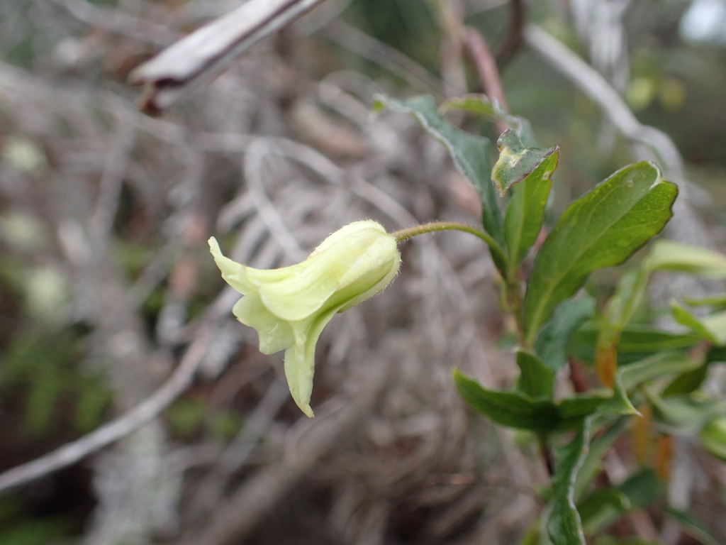 Billardiera mutabilis (hero image)