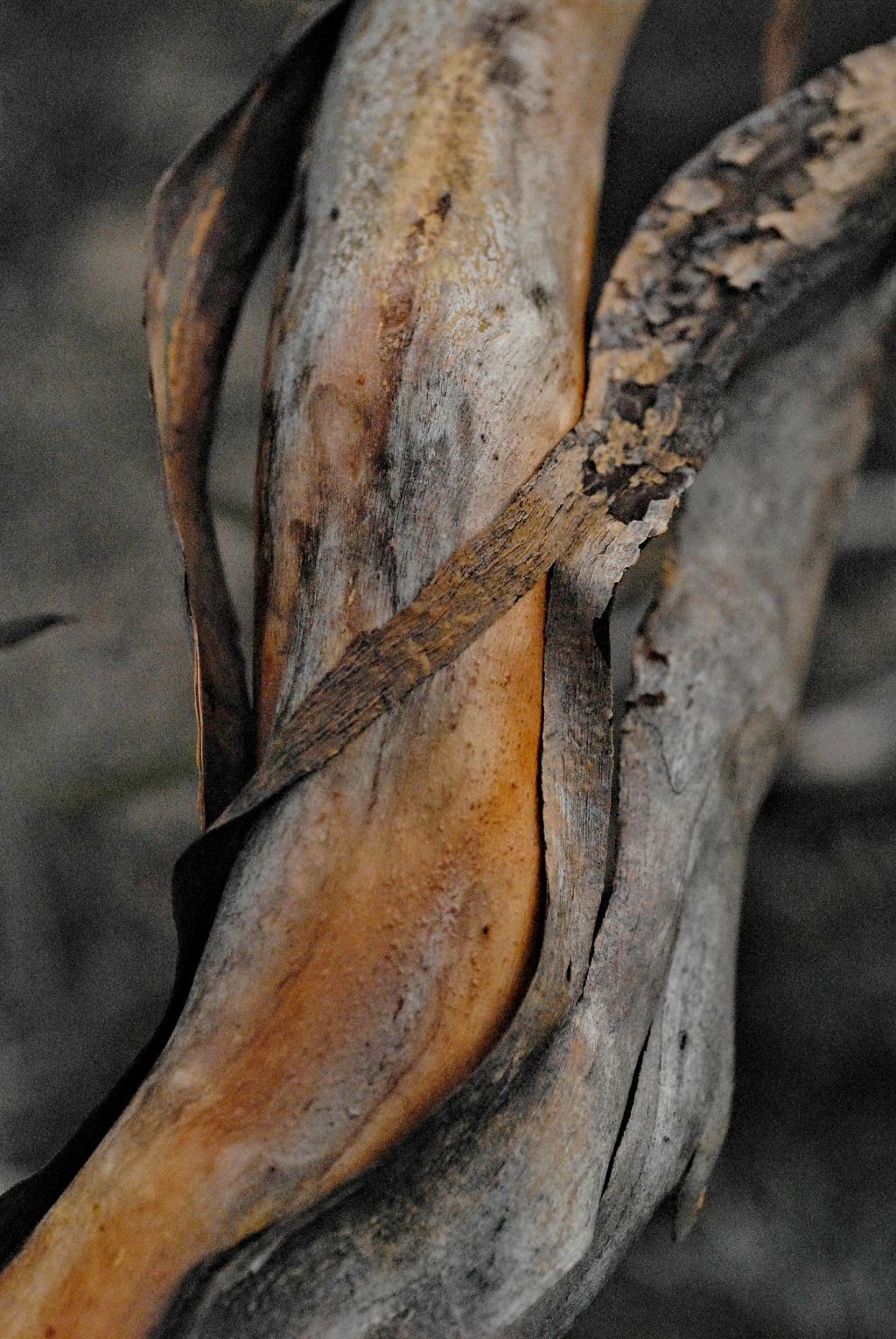 Eucalyptus leptophylla (hero image)