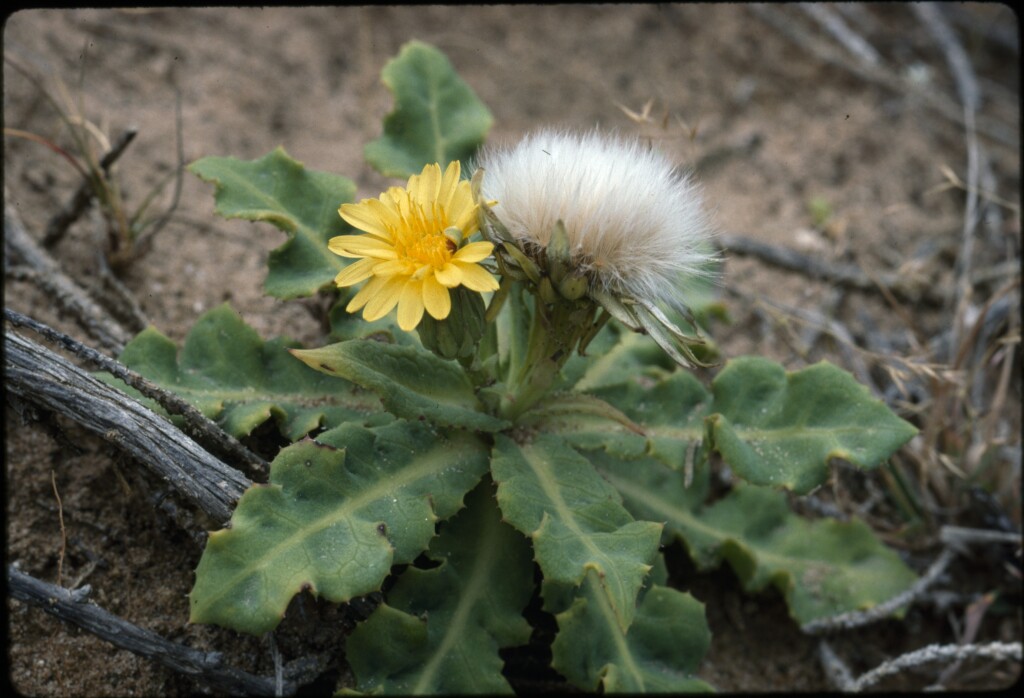 Actites megalocarpus (hero image)