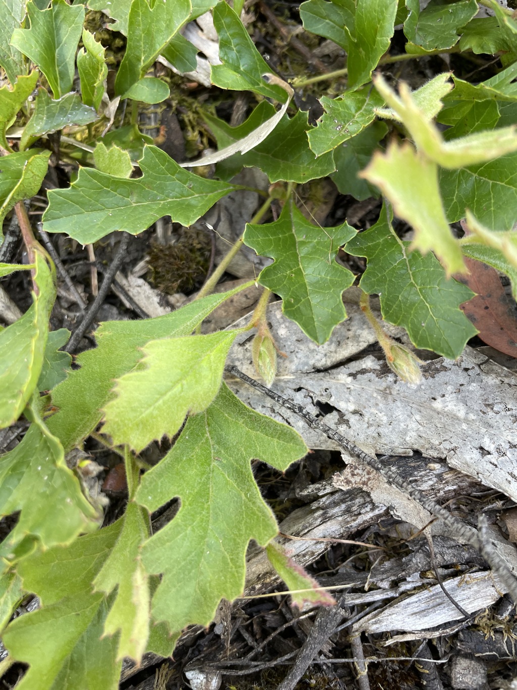 Grevillea obtecta (hero image)