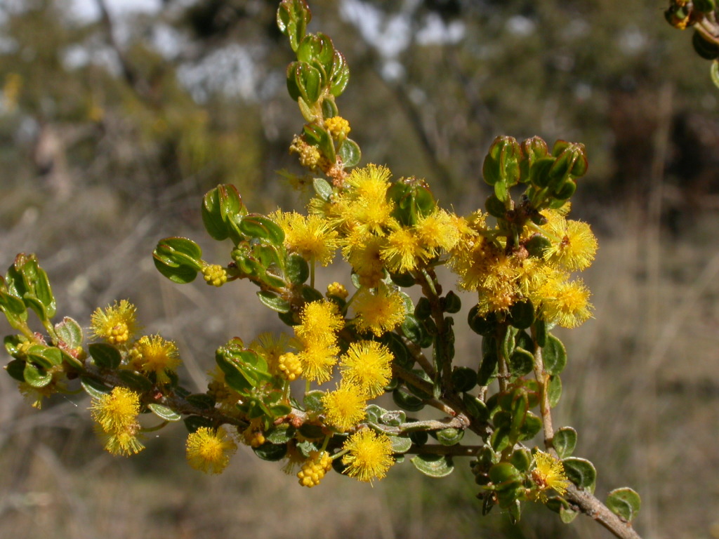 Acacia glandulicarpa (hero image)