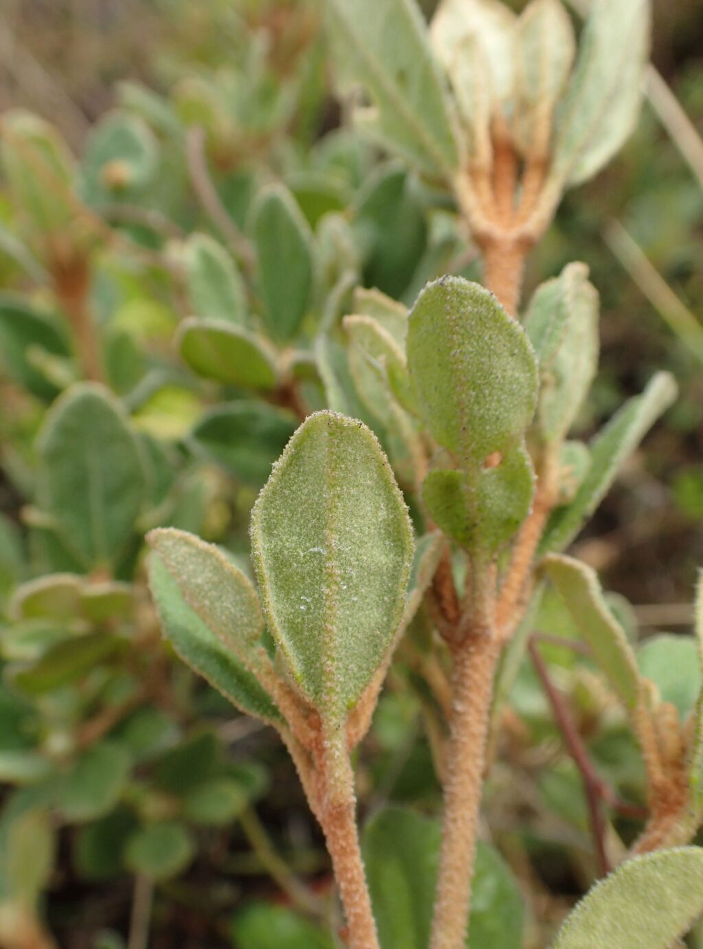 Correa alba var. pannosa (hero image)