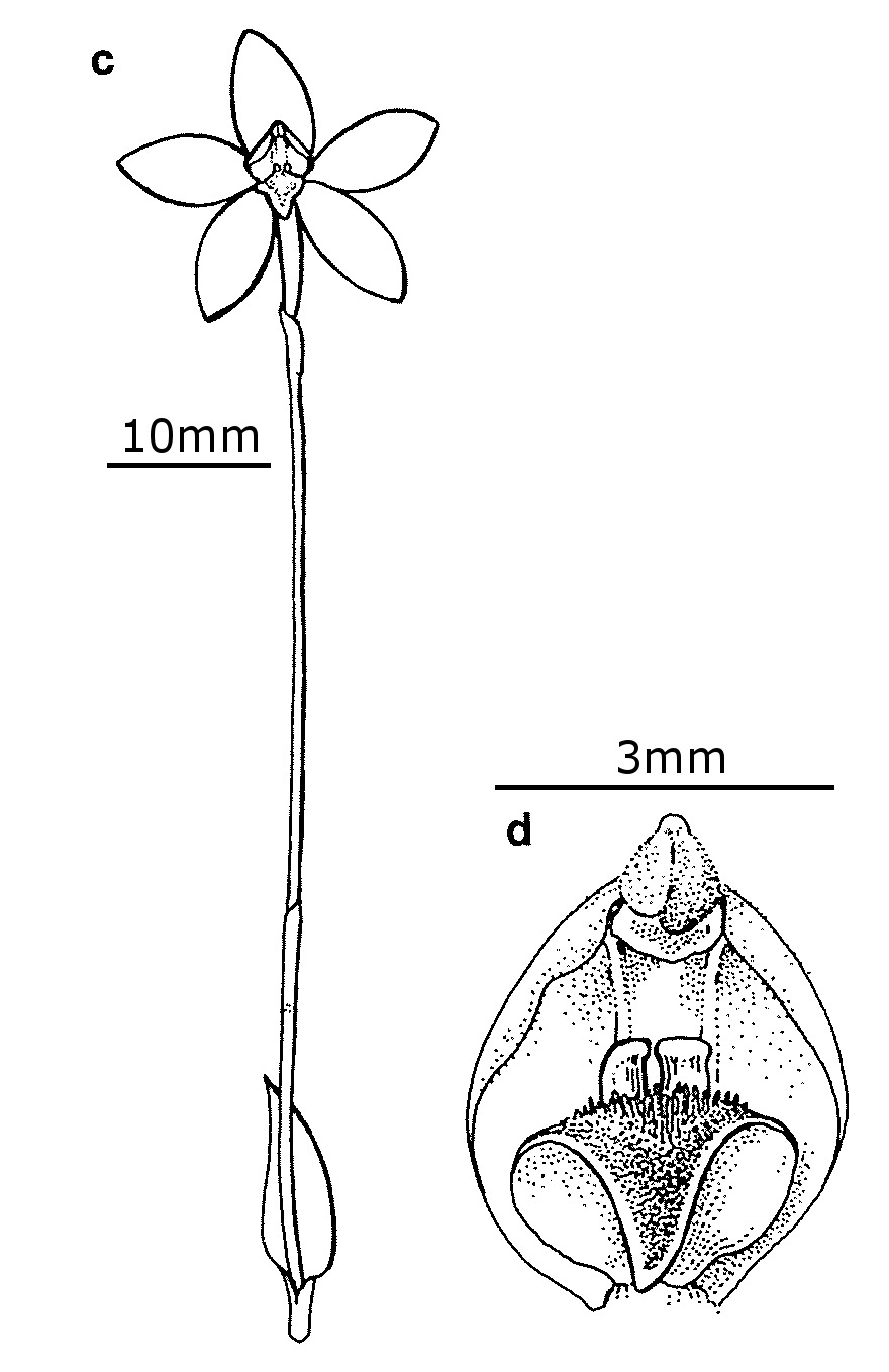 Glossodia minor (hero image)