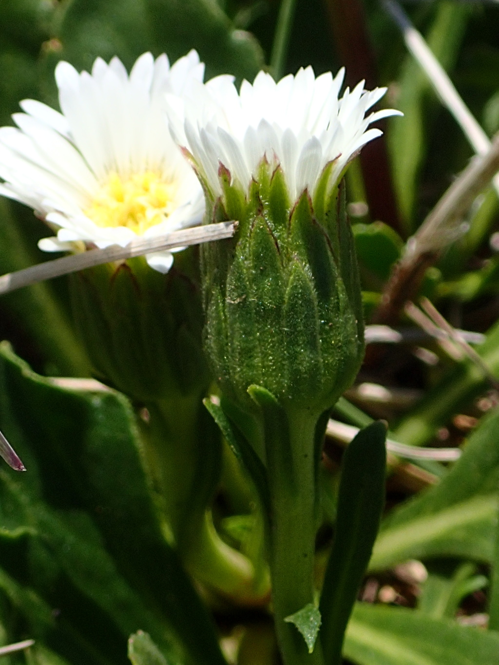 Pappochroma nitidum (hero image)