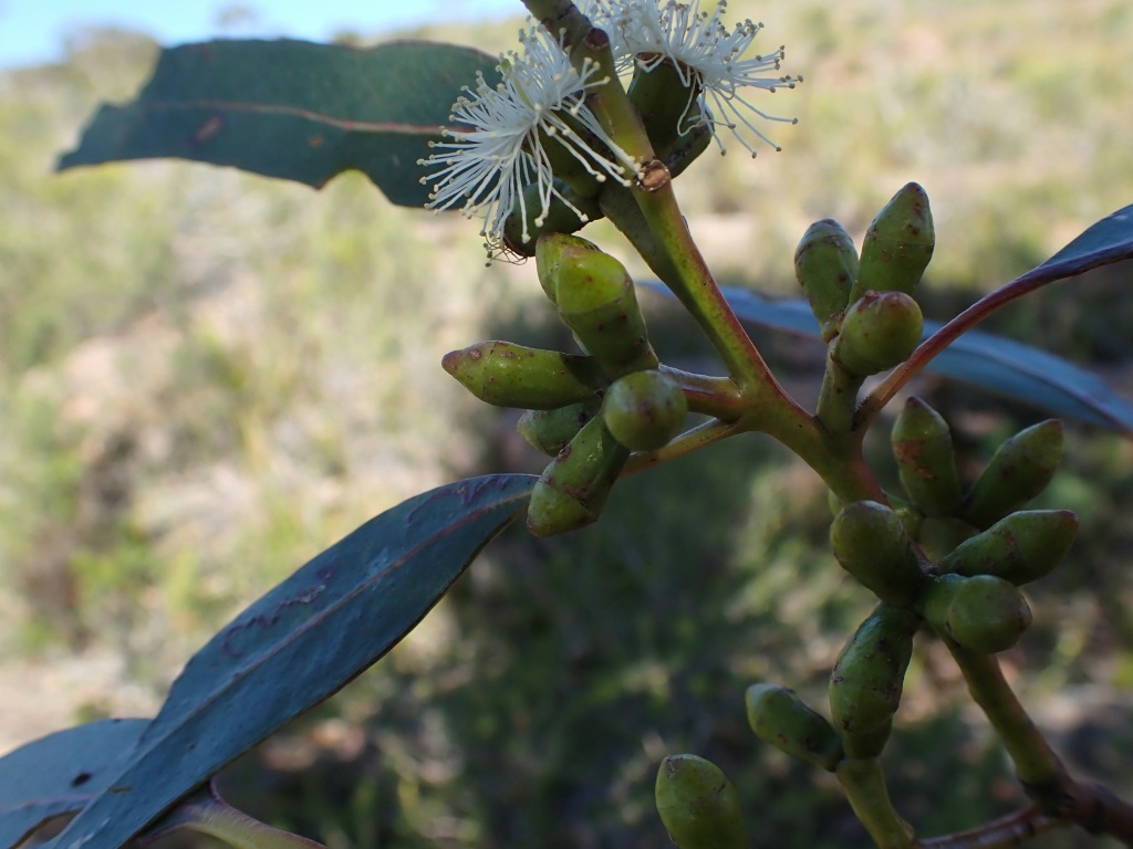 Myrtaceae (hero image)