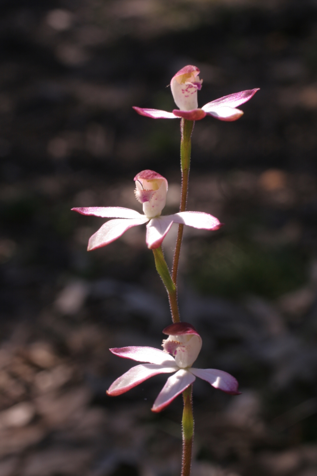 Caladenia moschata (hero image)