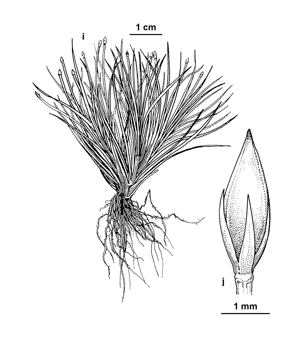 Oreobolus oxycarpus subsp. oxycarpus (hero image)