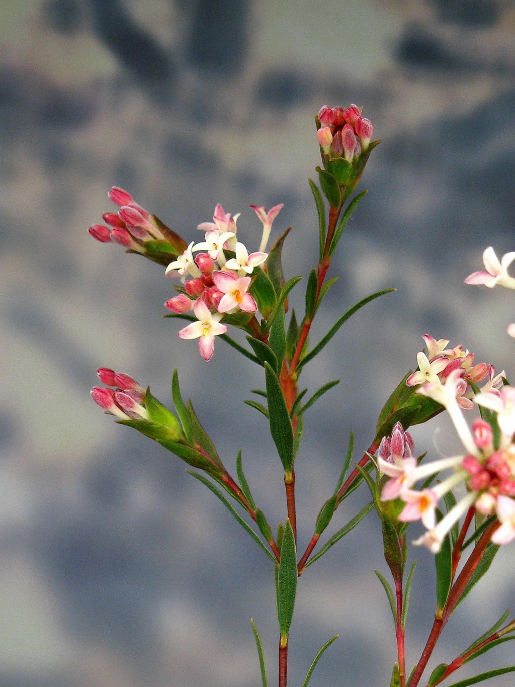 Pimelea stricta (hero image)