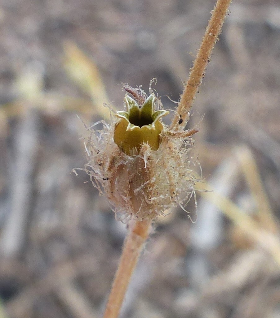 Silene gallica var. gallica (hero image)
