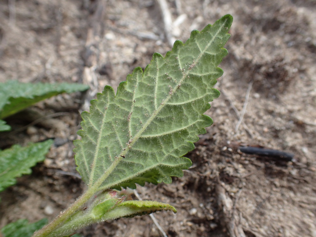 Commersonia prostrata (hero image)