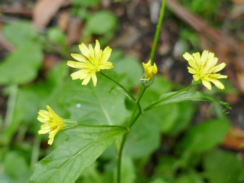Lapsana communis subsp. communis (hero image)