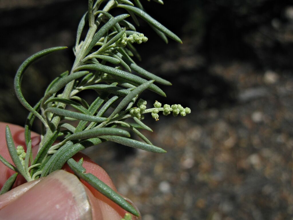 Rhagodia crassifolia (hero image)