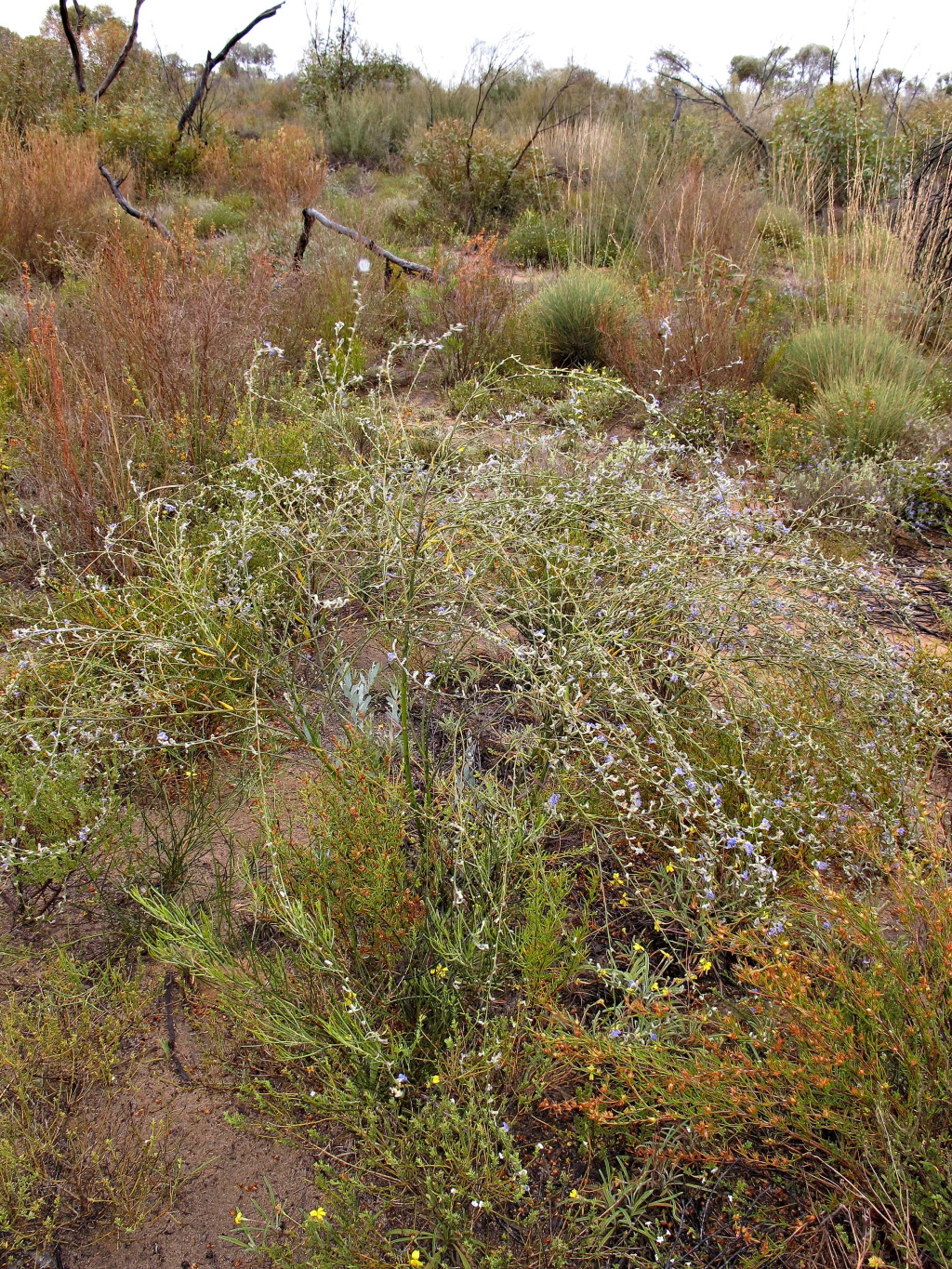 Dampiera lanceolata (hero image)