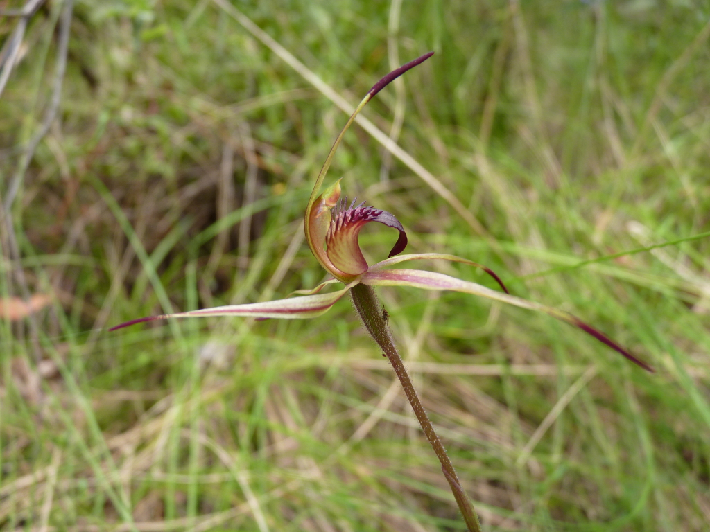 Caladenia turneri (hero image)