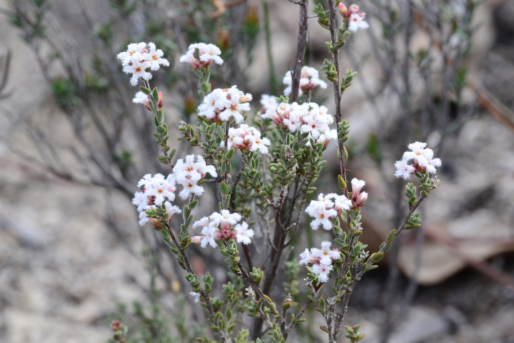 Leucopogon (hero image)