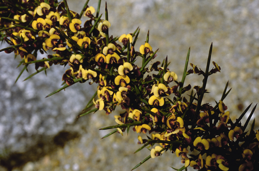 Daviesia ulicifolia subsp. ulicifolia (hero image)