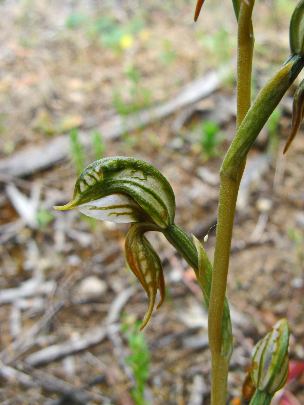 Pterostylis aciculiformis (hero image)