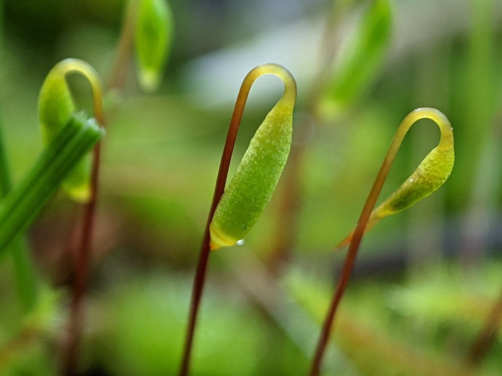 Rosulabryum campylothecium (hero image)