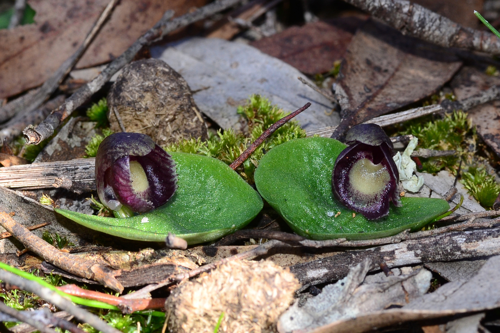 Corybas (hero image)