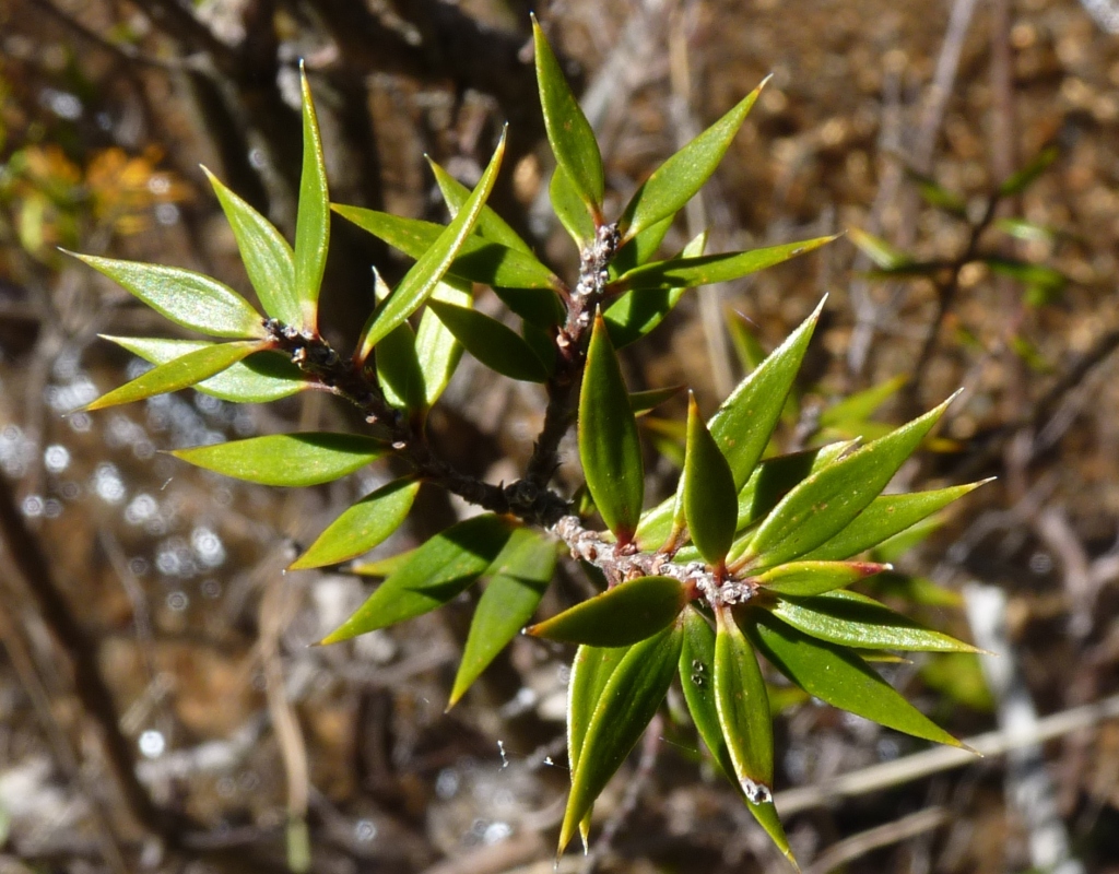Epacris paludosa (hero image)